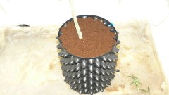 ds day 25 tangie 020