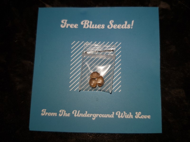 Ugorg Blues Germination