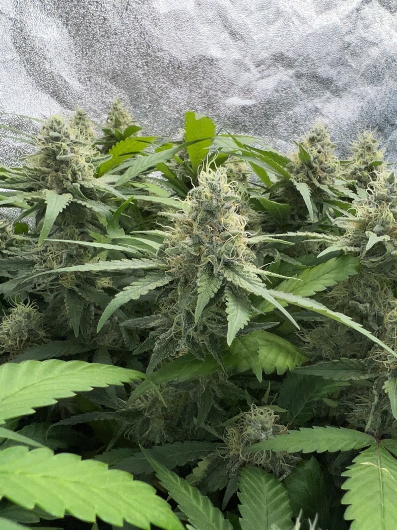 F488960E-D1E8-4A97-AA51-5B4B052FD659