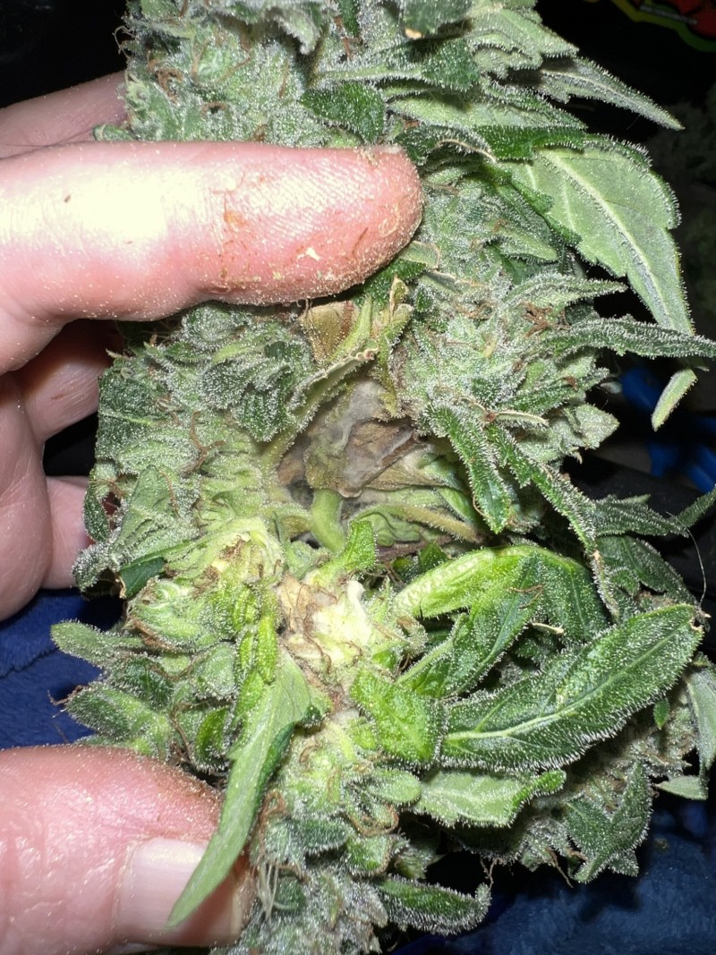 BC9A5813-4E08-4487-9F31-8E9786CB439F