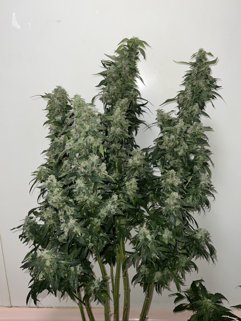 8854A894-DF8A-4572-8D4B-3A8B55C50529