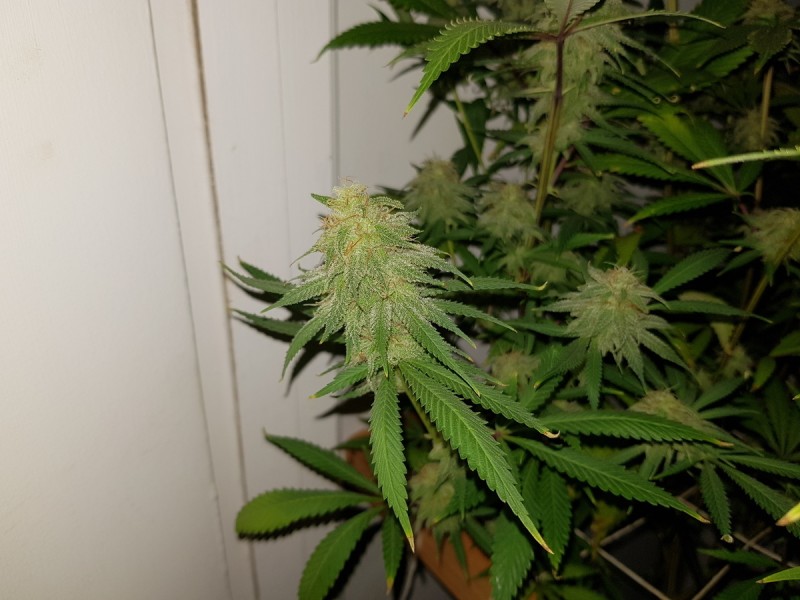 Agent Orange & Exodus Cheese