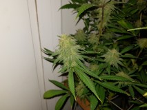 Agent Orange & Exodus Cheese