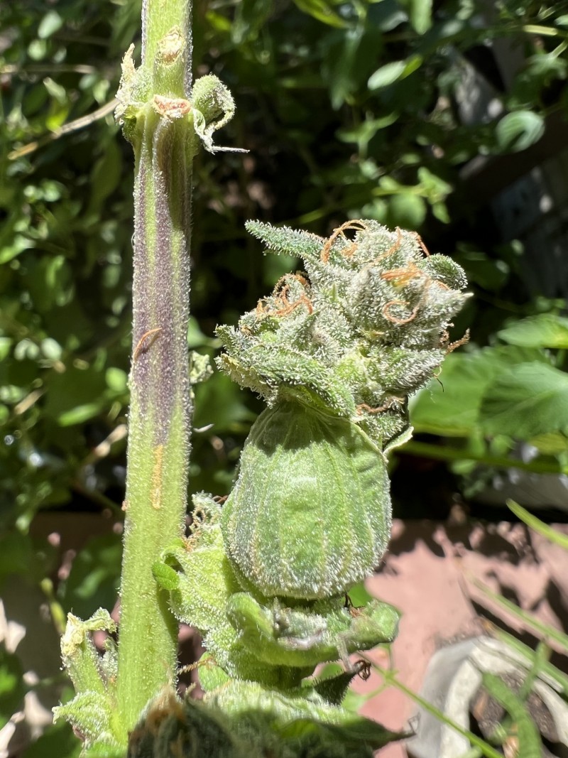 A7D65608-DD02-426C-B183-98E7EBD1D6EC