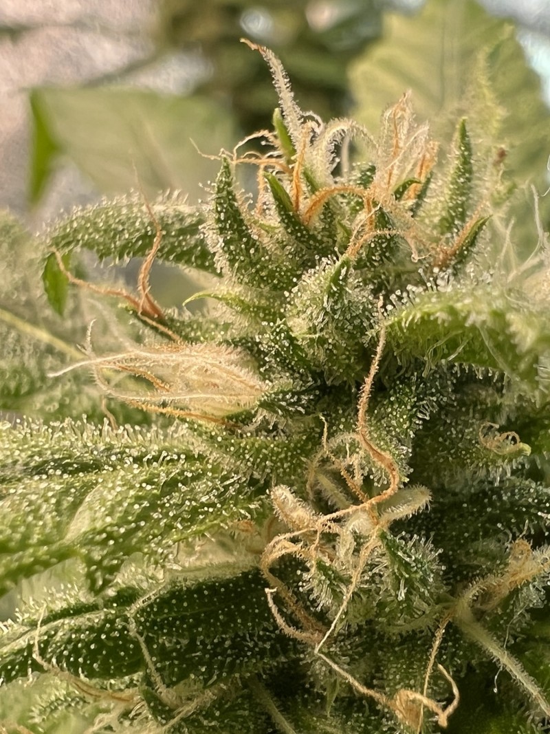 8D75DF04-7663-43C0-8FC0-ABBC8A6DA6DD