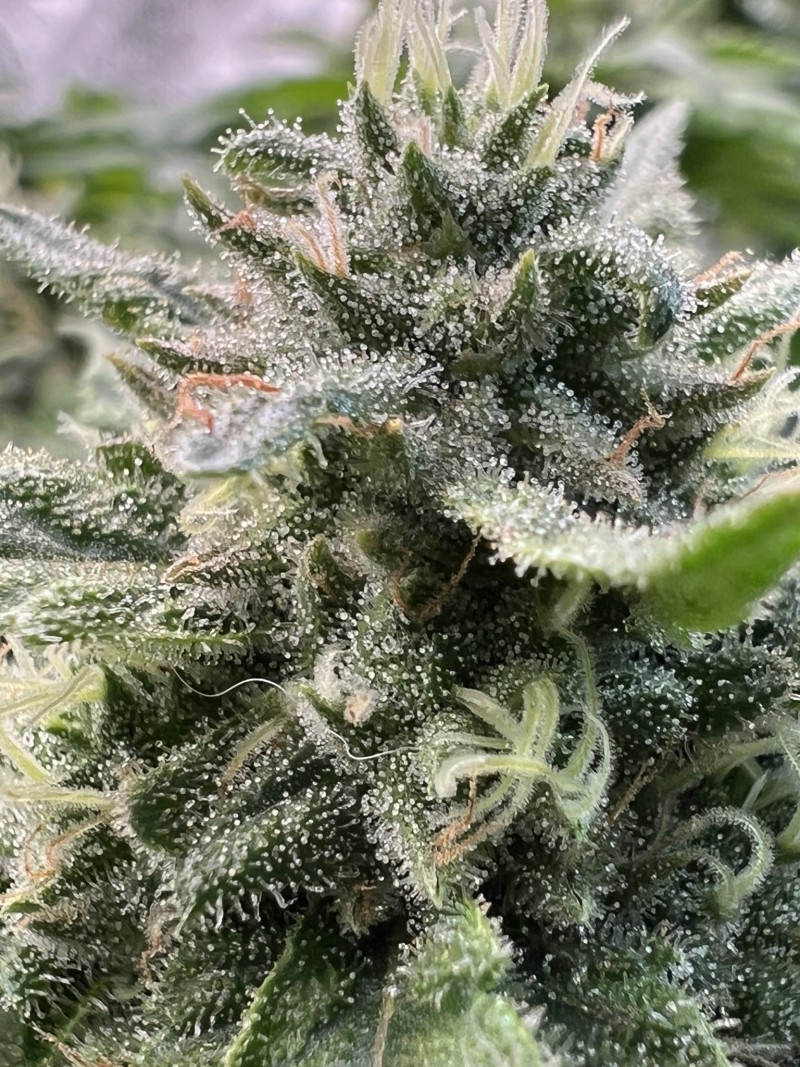 A4303DD8-9B85-4C4A-A93B-938CC7B61840