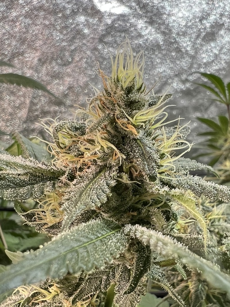 C8067DDD-C73E-42BC-95B7-5FFB9AC987CC