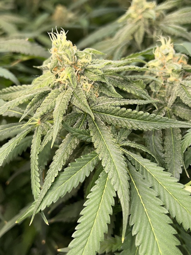 A9BBBBFA-70BA-4B36-A6C4-63B744CF73CC