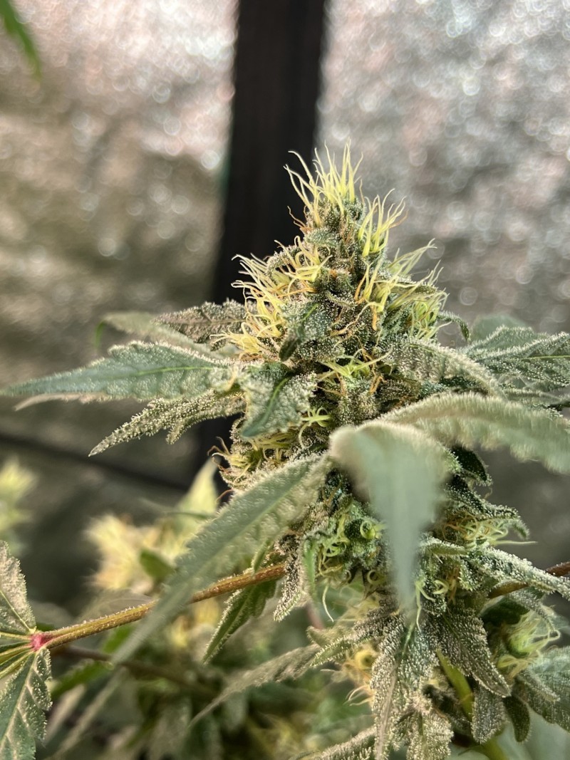 4E92E761-1B15-4A24-898B-756938E025CE