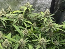 7C2F324F-26E6-4128-8120-E51C5073C03E