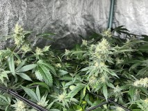 582F90A9-E568-4BFD-B834-BEA01BEBB9B0