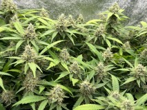 1365B160-9C3E-4696-AB45-BFD477B9547B