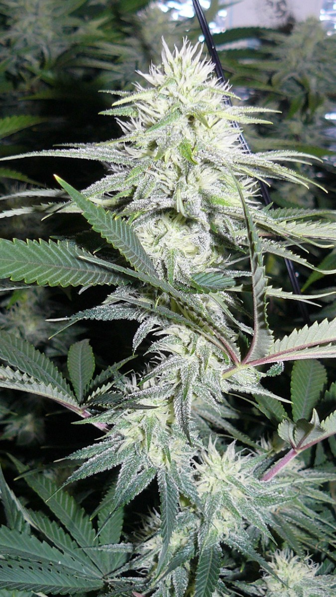 drobes cacti 25 9 22 002