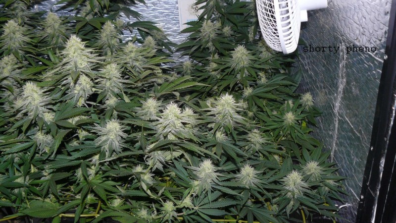 drobes cacti 25 9 22 009