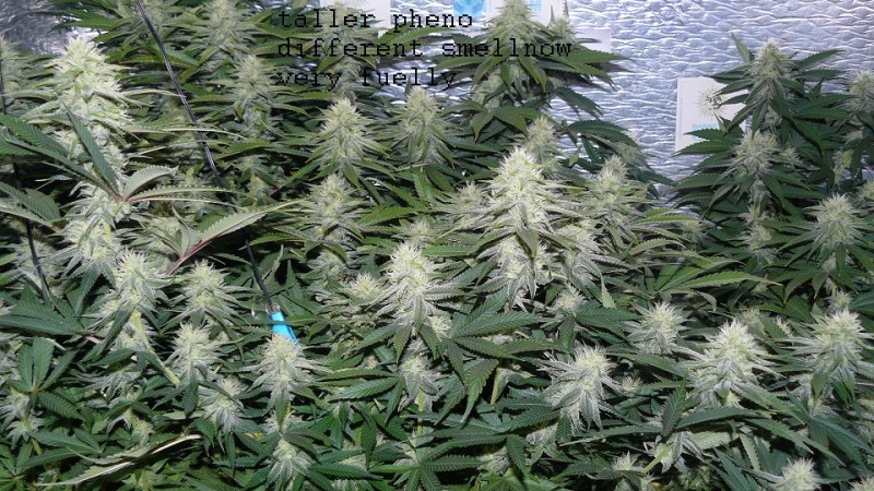 drobes cacti 25 9 22 010