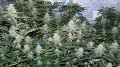 drobes cacti 25 9 22 010