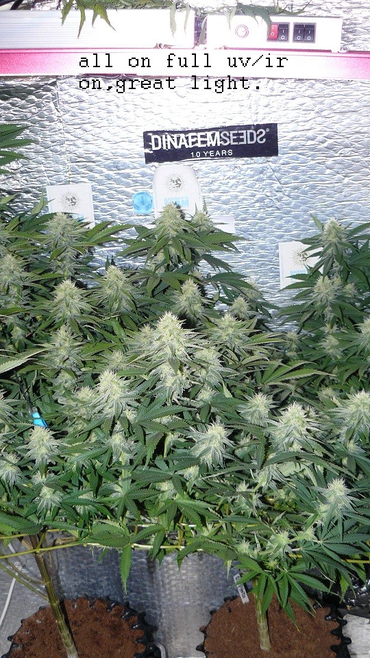 drobes cacti 25 9 22 012