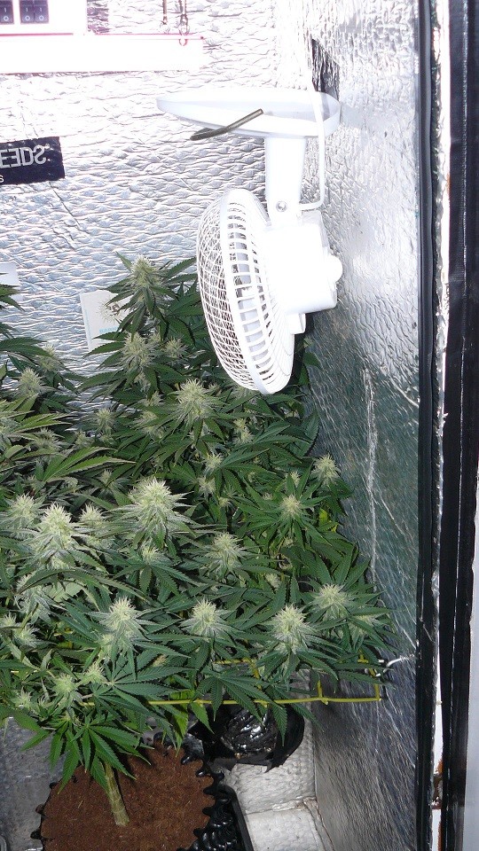 drobes cacti 25 9 22 013