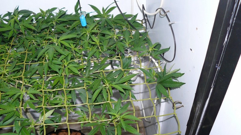 drobes cacti 25 9 22 018