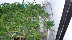 drobes cacti 25 9 22 018