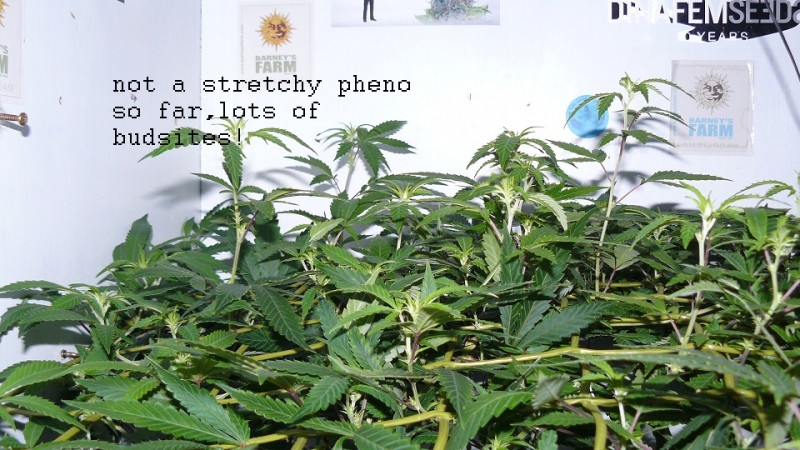 drobes cacti 25 9 22 019