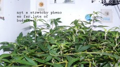 drobes cacti 25 9 22 019