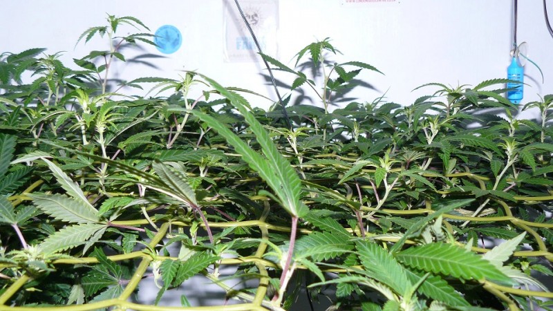 drobes cacti 25 9 22 020