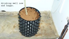 drobes cacti 25 9 22 025