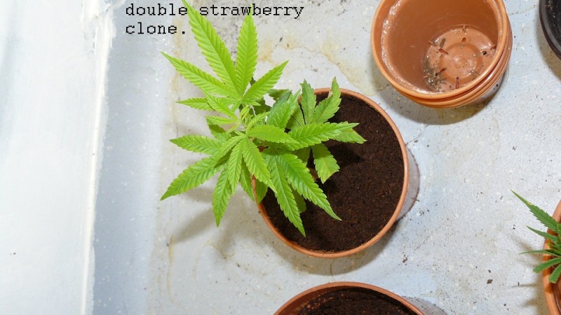 drobes cacti 25 9 22 026