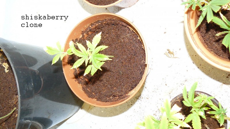 drobes cacti 25 9 22 027