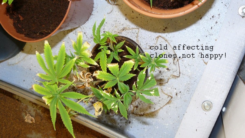 drobes cacti 25 9 22 029