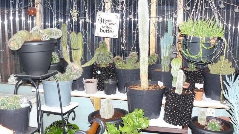 drobes cacti 25 9 22 032