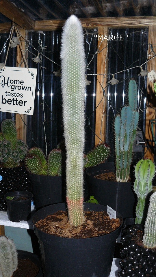 drobes cacti 25 9 22 033