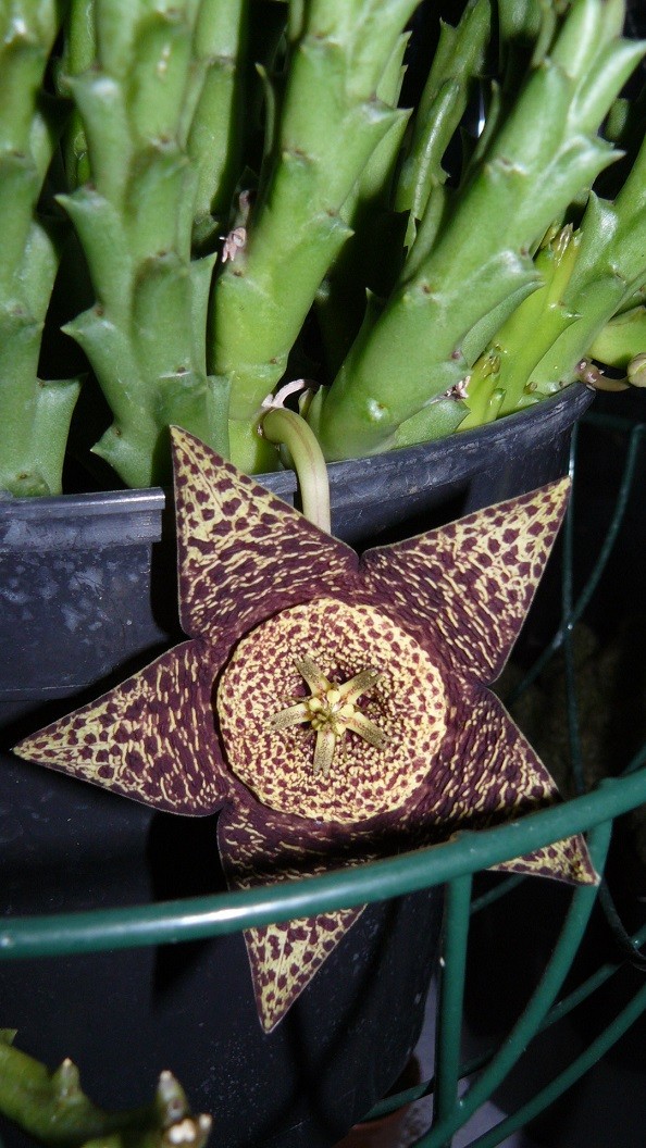 drobes cacti 25 9 22 034