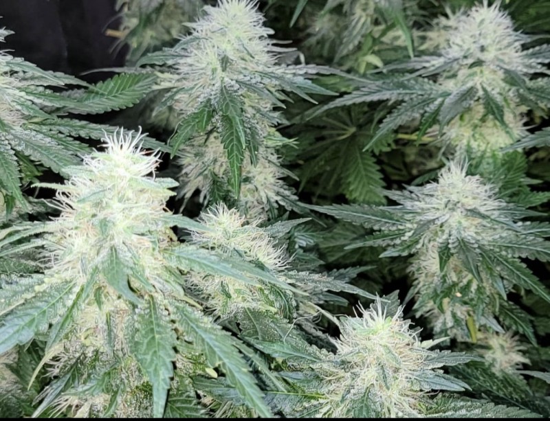 510B5DF2-DCB8-41AC-94D9-117AA40F446F