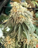 A5B88143-499F-4561-96CA-B7112C7AA9FC