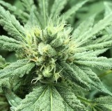 0A533E71-2F78-43D7-A984-20F2638B28AC