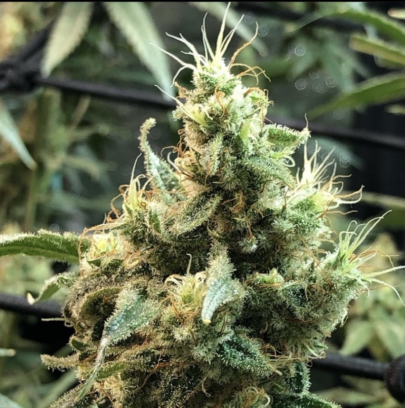 3109D6A8-B298-4712-B359-A1B008666EE8