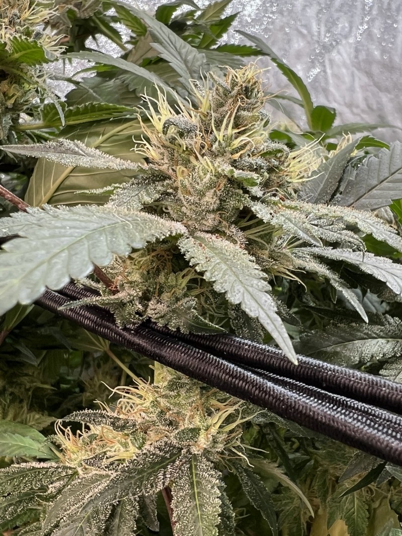 9CC9FF4B-C3A1-4F4D-BDF8-BF4FD4D37192