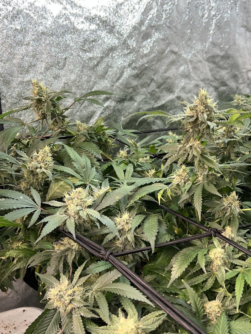 A4FE587C-6624-46B4-B041-98B44B982440