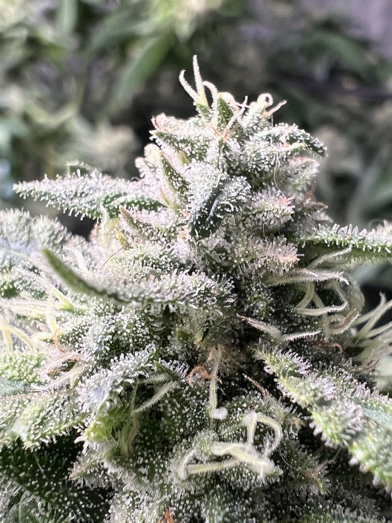 24259408-3F50-4455-B10F-61795DA5BC67