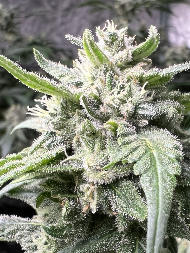 1997DC6E-14DC-4A98-86A2-14024A20EED5