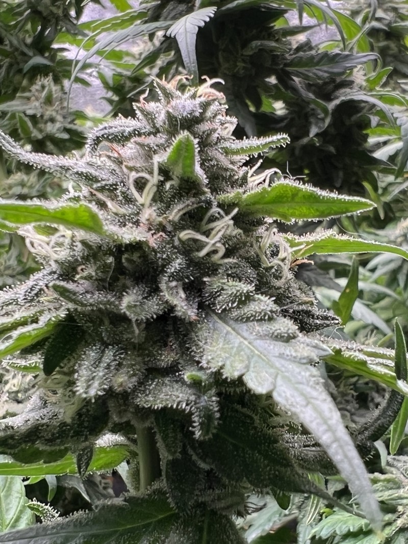 31ACD8B1-1538-4B61-8D76-0CBC98A583FF