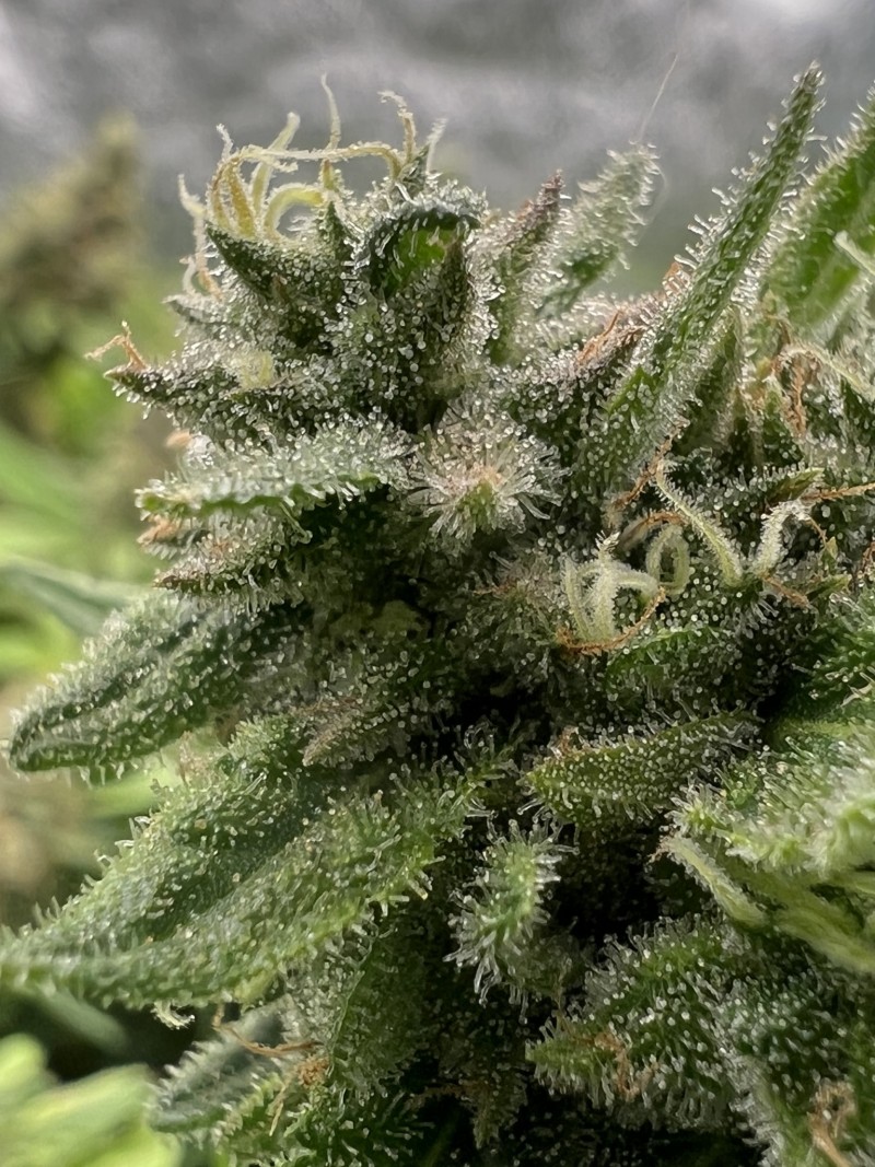 79F22769-8CB0-40C1-8B47-CF9495A6DADA