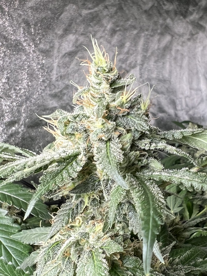 E2B8D575-7F9B-4F52-9C15-F111ED4D88D2