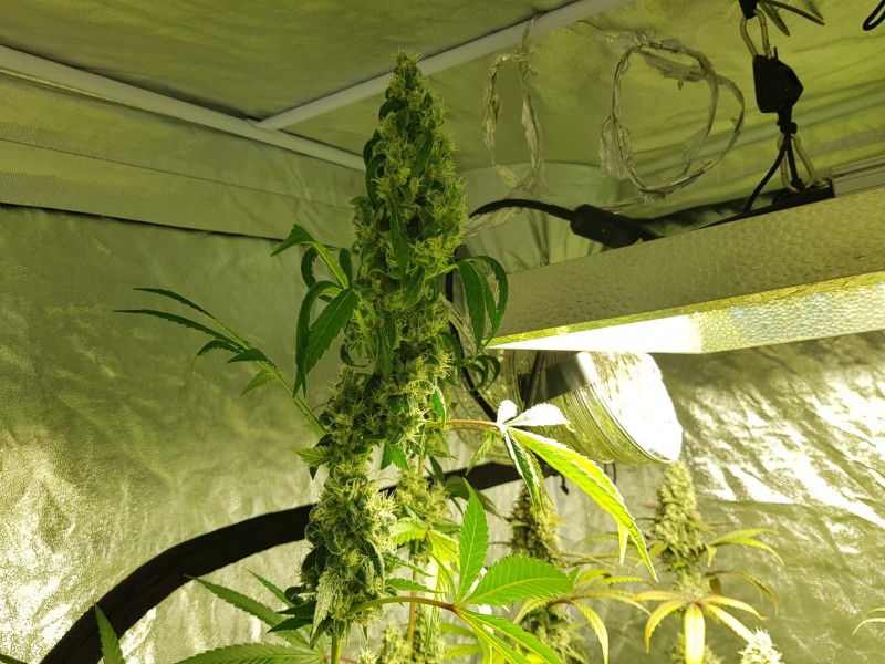 Shiva's xtra tall pheno
