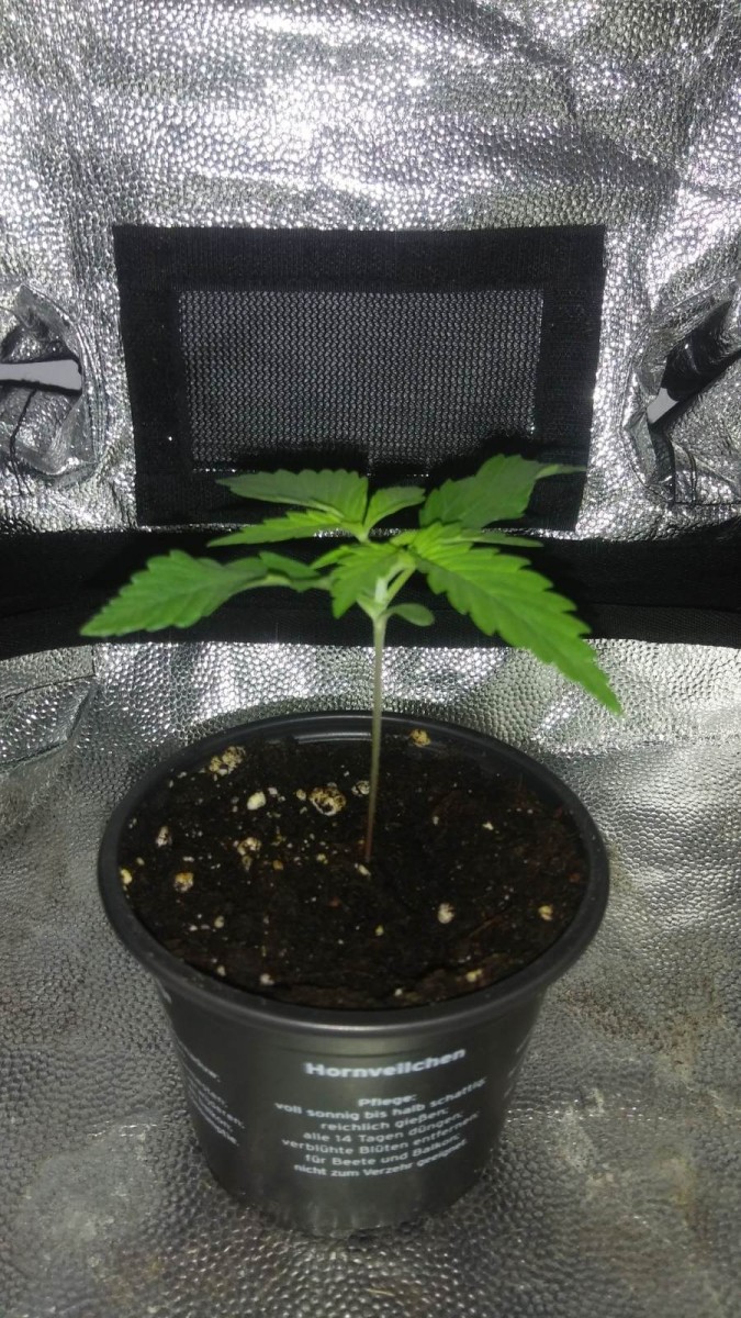 SEEDLING WEEK 2