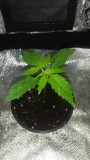 SEEDLING WEEK 2