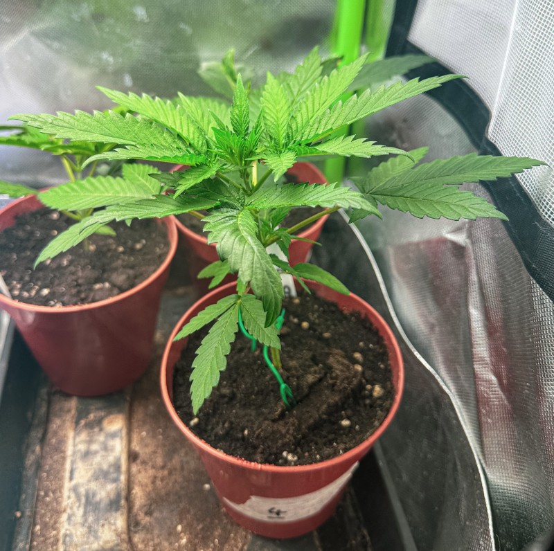 643F1068-D9DB-4F25-B130-3234F6521A2B