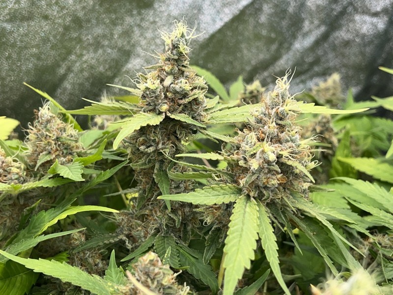 F57B80D9-A1ED-468C-8804-81F6D1F85852